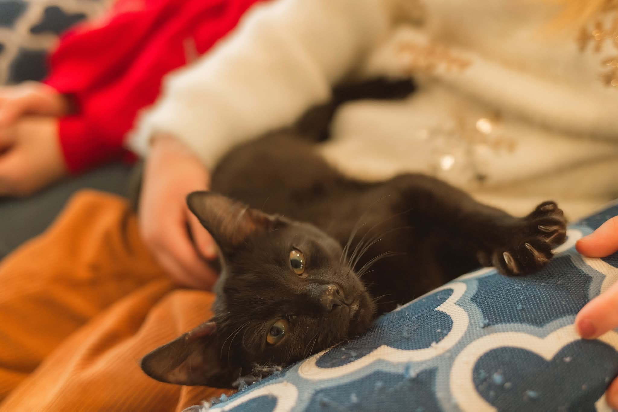 Licorice, a cat at Purrmont Cat Café