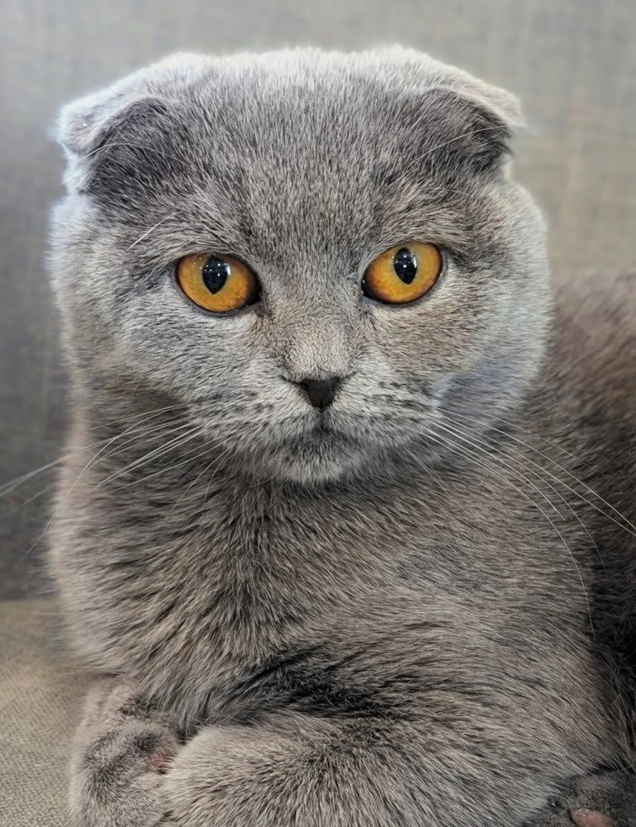 Calla, a cat at Purrmont Cat Café